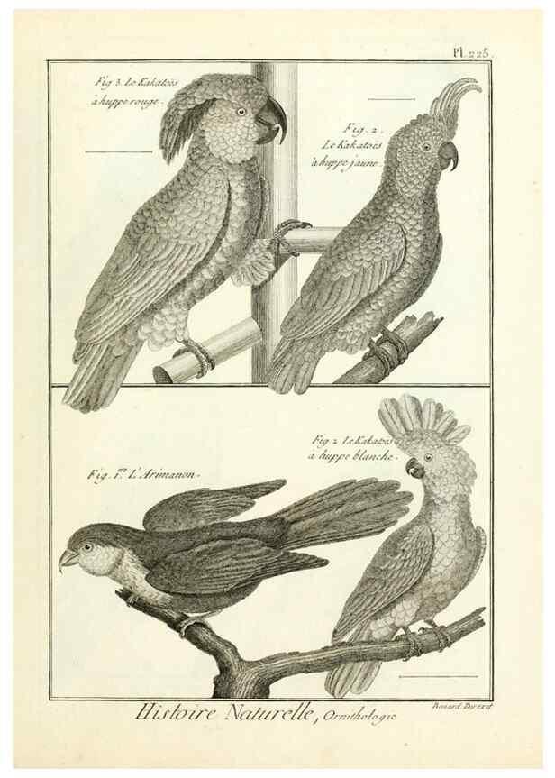Reproducción/Reproduction 7850812238: Tableau encyclopédique et méthodique des trois règnes de la nature.. A Paris :Chez Mme. veuve Agasse ...,1823.