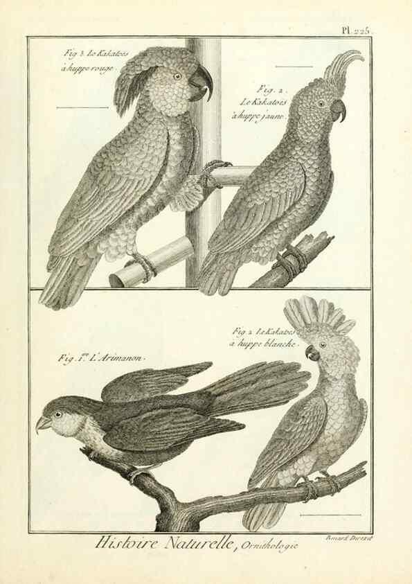 Reproducción/Reproduction 7850812238: Tableau encyclopédique et méthodique des trois règnes de la nature.. A Paris :Chez Mme. veuve Agasse ...,1823.