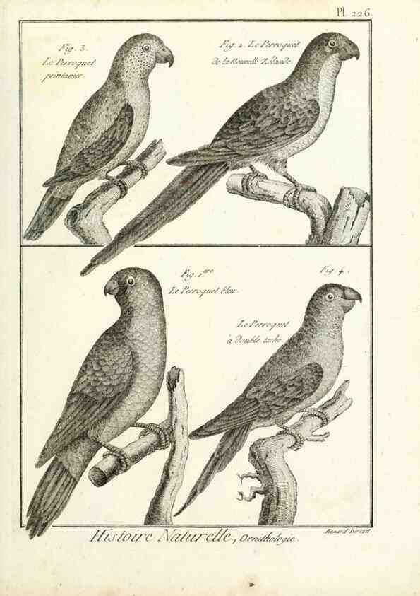 Reproducción/Reproduction 7850813670: Tableau encyclopédique et méthodique des trois règnes de la nature.. A Paris :Chez Mme. veuve Agasse ...,1823.