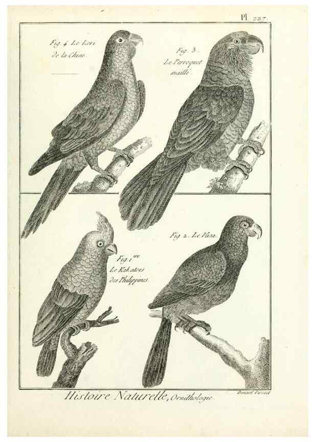 Reproducción/Reproduction 7850815120: Tableau encyclopédique et méthodique des trois règnes de la nature.. A Paris :Chez Mme. veuve Agasse ...,1823.
