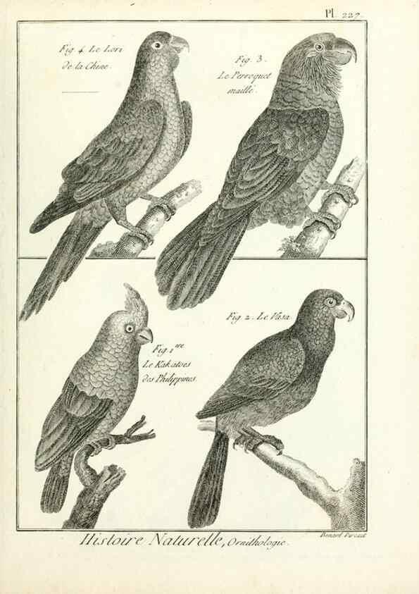 Reproducción/Reproduction 7850815120: Tableau encyclopédique et méthodique des trois règnes de la nature.. A Paris :Chez Mme. veuve Agasse ...,1823.