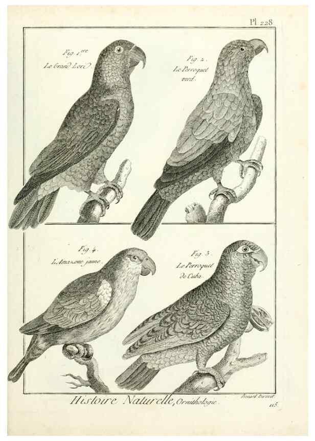 Reproducción/Reproduction 7850816494: Tableau encyclopédique et méthodique des trois règnes de la nature.. A Paris :Chez Mme. veuve Agasse ...,1823.