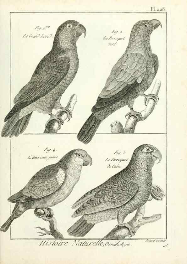 Reproducción/Reproduction 7850816494: Tableau encyclopédique et méthodique des trois règnes de la nature.. A Paris :Chez Mme. veuve Agasse ...,1823.