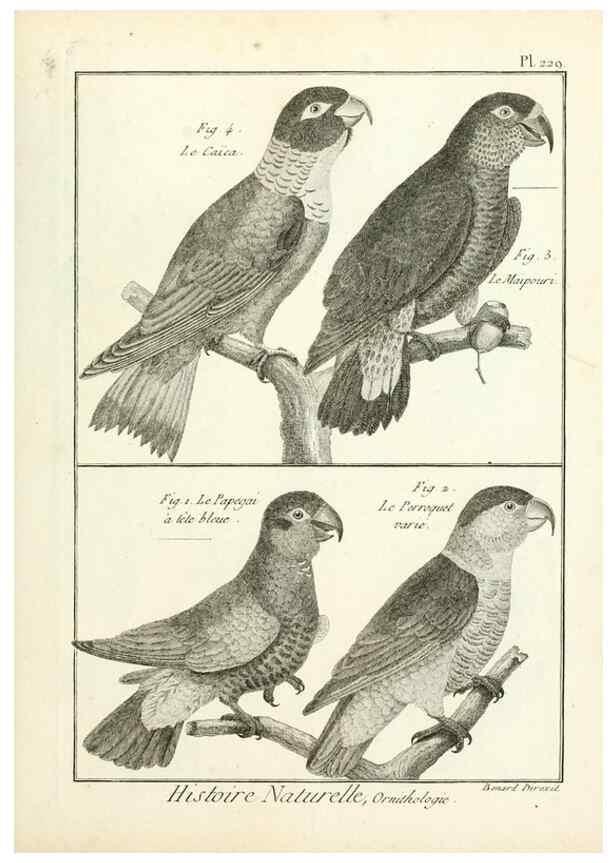 Reproducción/Reproduction 7850817826: Tableau encyclopédique et méthodique des trois règnes de la nature.. A Paris :Chez Mme. veuve Agasse ...,1823.