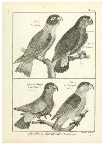 Reproducción/Reproduction 7850817826: Tableau encyclopédique et méthodique des trois règnes de la nature.. A Paris :Chez Mme. veuve Agasse ...,1823.