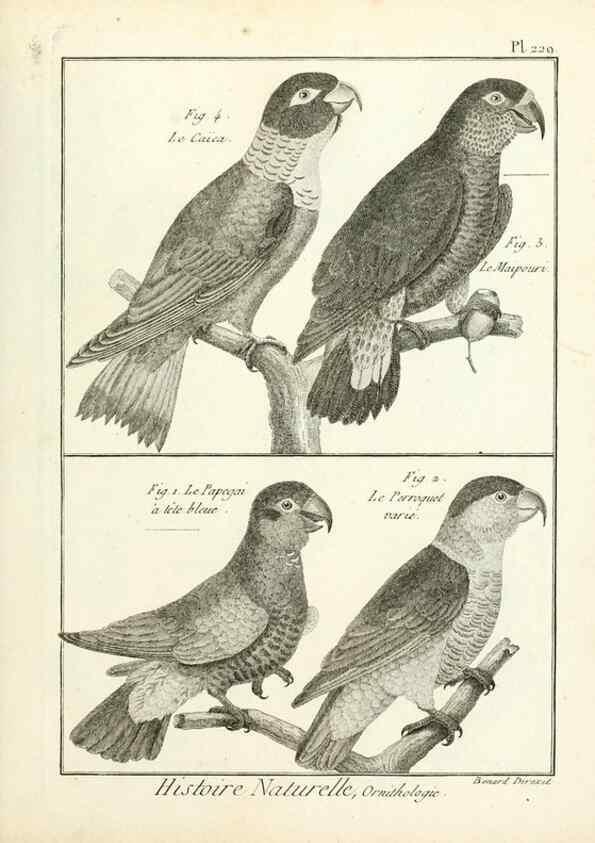 Reproducción/Reproduction 7850817826: Tableau encyclopédique et méthodique des trois règnes de la nature.. A Paris :Chez Mme. veuve Agasse ...,1823.