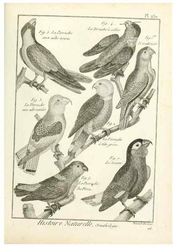 Reproducción/Reproduction 7850819144: Tableau encyclopédique et méthodique des trois règnes de la nature.. A Paris :Chez Mme. veuve Agasse ...,1823.