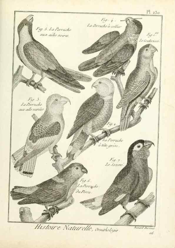 Reproducción/Reproduction 7850819144: Tableau encyclopédique et méthodique des trois règnes de la nature.. A Paris :Chez Mme. veuve Agasse ...,1823.