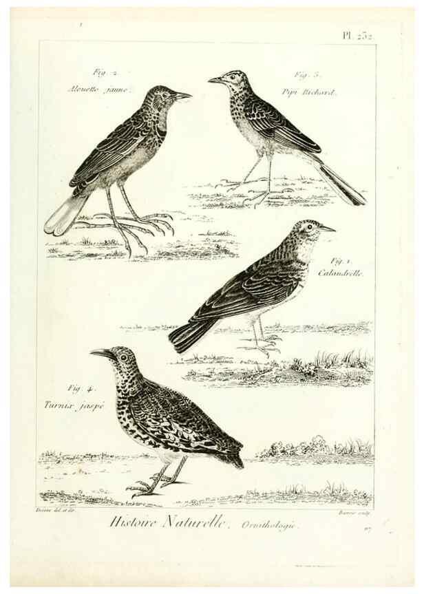 Reproducción/Reproduction 7850821558: Tableau encyclopédique et méthodique des trois règnes de la nature.. A Paris :Chez Mme. veuve Agasse ...,1823.