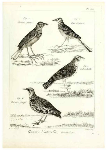 Reproducción/Reproduction 7850821558: Tableau encyclopédique et méthodique des trois règnes de la nature.. A Paris :Chez Mme. veuve Agasse ...,1823.