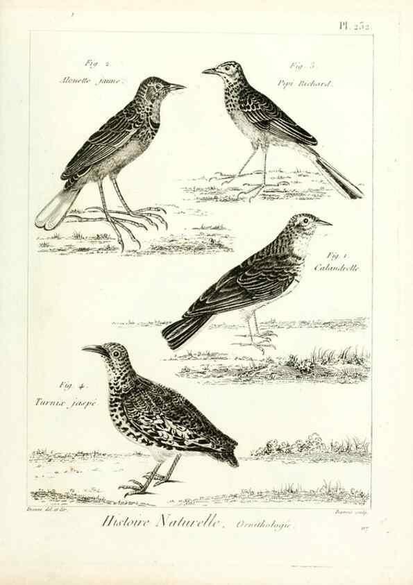 Reproducción/Reproduction 7850821558: Tableau encyclopédique et méthodique des trois règnes de la nature.. A Paris :Chez Mme. veuve Agasse ...,1823.