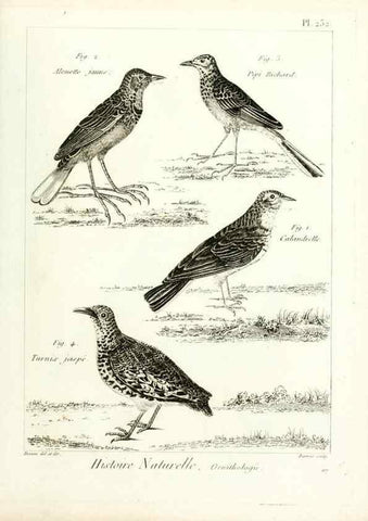Reproducción/Reproduction 7850821558: Tableau encyclopédique et méthodique des trois règnes de la nature.. A Paris :Chez Mme. veuve Agasse ...,1823.
