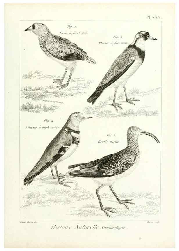 Reproducción/Reproduction 7850822562: Tableau encyclopédique et méthodique des trois règnes de la nature.. A Paris :Chez Mme. veuve Agasse ...,1823.