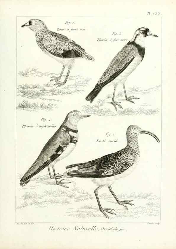 Reproducción/Reproduction 7850822562: Tableau encyclopédique et méthodique des trois règnes de la nature.. A Paris :Chez Mme. veuve Agasse ...,1823.