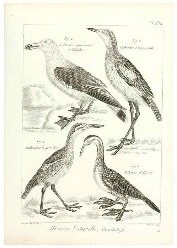 Reproducción/Reproduction 7850823748: Tableau encyclopédique et méthodique des trois règnes de la nature.. A Paris :Chez Mme. veuve Agasse ...,1823.