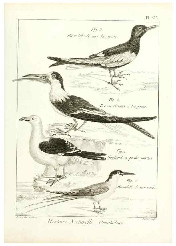 Reproducción/Reproduction 7850824890: Tableau encyclopédique et méthodique des trois règnes de la nature.. A Paris :Chez Mme. veuve Agasse ...,1823.