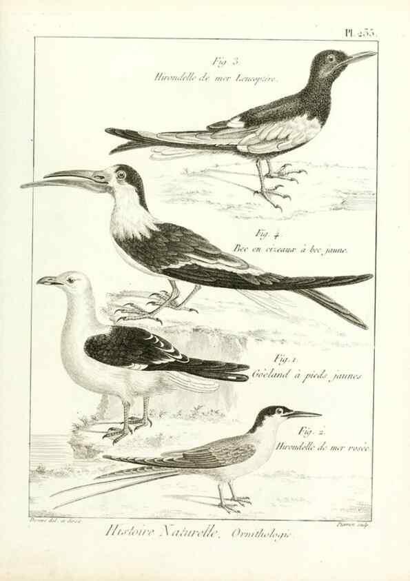 Reproducción/Reproduction 7850824890: Tableau encyclopédique et méthodique des trois règnes de la nature.. A Paris :Chez Mme. veuve Agasse ...,1823.