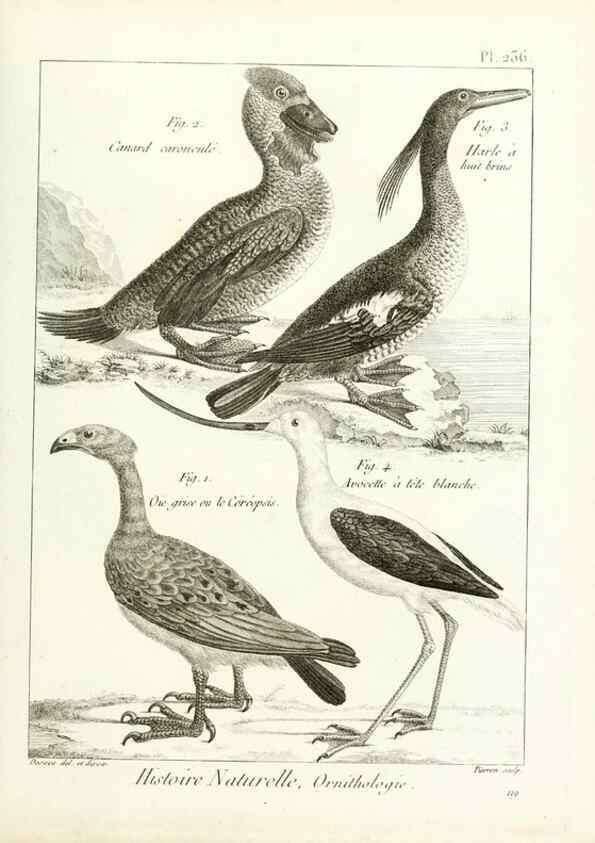 Reproducción/Reproduction 7850826394: Tableau encyclopédique et méthodique des trois règnes de la nature.. A Paris :Chez Mme. veuve Agasse ...,1823.