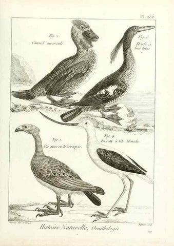Reproducción/Reproduction 7850826394: Tableau encyclopédique et méthodique des trois règnes de la nature.. A Paris :Chez Mme. veuve Agasse ...,1823.