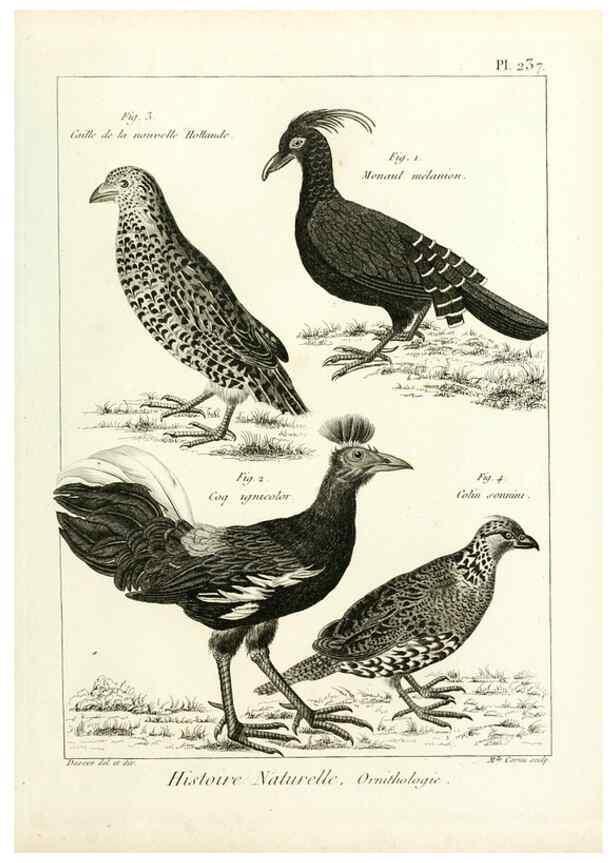 Reproducción/Reproduction 7850827746: Tableau encyclopédique et méthodique des trois règnes de la nature.. A Paris :Chez Mme. veuve Agasse ...,1823.