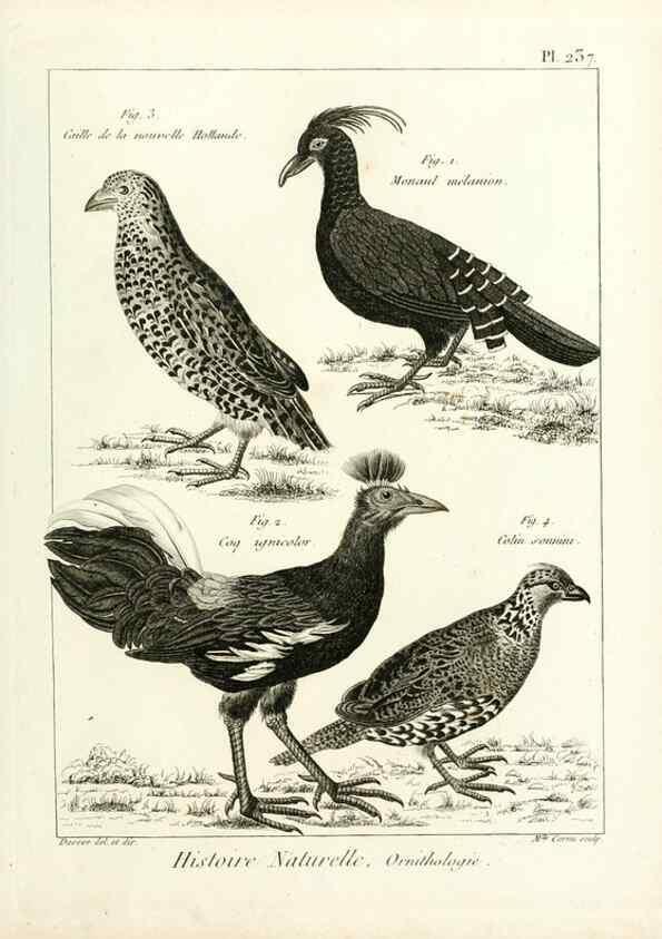 Reproducción/Reproduction 7850827746: Tableau encyclopédique et méthodique des trois règnes de la nature.. A Paris :Chez Mme. veuve Agasse ...,1823.