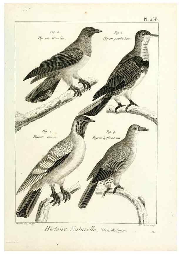 Reproducción/Reproduction 7850829158: Tableau encyclopédique et méthodique des trois règnes de la nature.. A Paris :Chez Mme. veuve Agasse ...,1823.