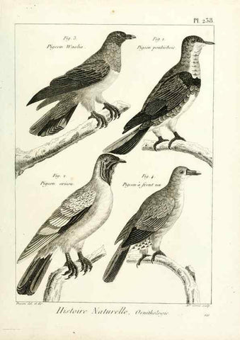 Reproducción/Reproduction 7850829158: Tableau encyclopédique et méthodique des trois règnes de la nature.. A Paris :Chez Mme. veuve Agasse ...,1823.