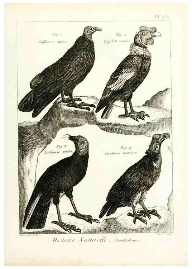 Reproducción/Reproduction 7850820376: Tableau encyclopédique et méthodique des trois règnes de la nature.. A Paris :Chez Mme. veuve Agasse ...,1823.