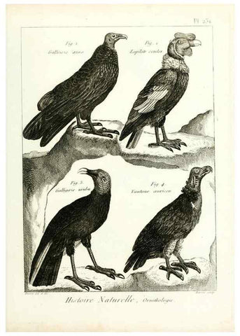 Reproducción/Reproduction 7850820376: Tableau encyclopédique et méthodique des trois règnes de la nature.. A Paris :Chez Mme. veuve Agasse ...,1823.