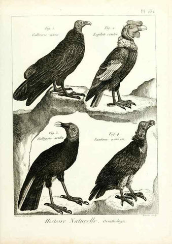 Reproducción/Reproduction 7850820376: Tableau encyclopédique et méthodique des trois règnes de la nature.. A Paris :Chez Mme. veuve Agasse ...,1823.