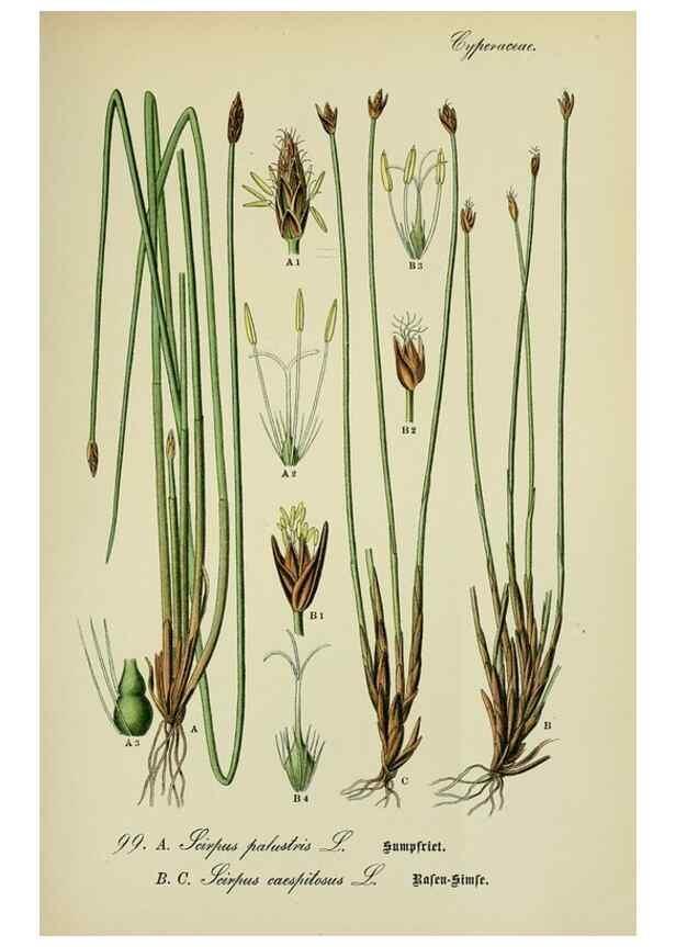Reproducción/Reproduction 7845360588: Flora von Deutschland, Österreich und der Schweiz.. Gera,Zezschwitz,1903-