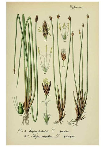 Reproducción/Reproduction 7845360588: Flora von Deutschland, Österreich und der Schweiz.. Gera,Zezschwitz,1903-