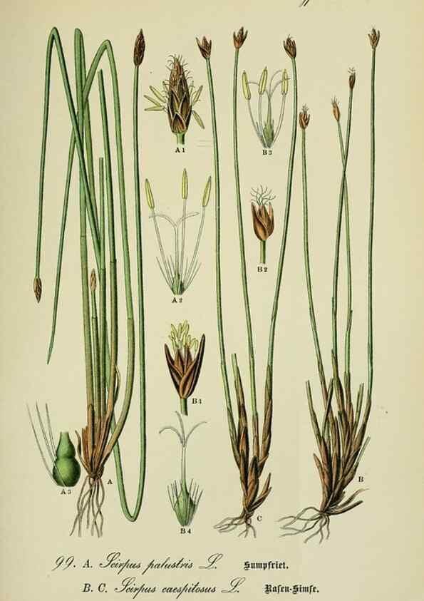 Reproducción/Reproduction 7845360588: Flora von Deutschland, Österreich und der Schweiz.. Gera,Zezschwitz,1903-