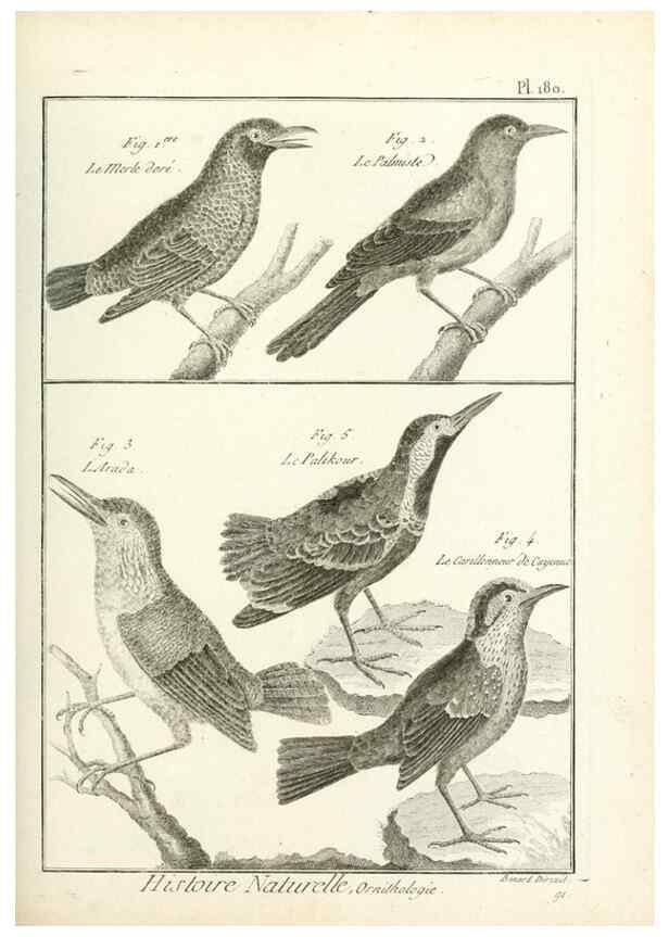 Reproducción/Reproduction 7850708726: Tableau encyclopédique et méthodique des trois règnes de la nature.. A Paris :Chez Mme. veuve Agasse ...,1823.
