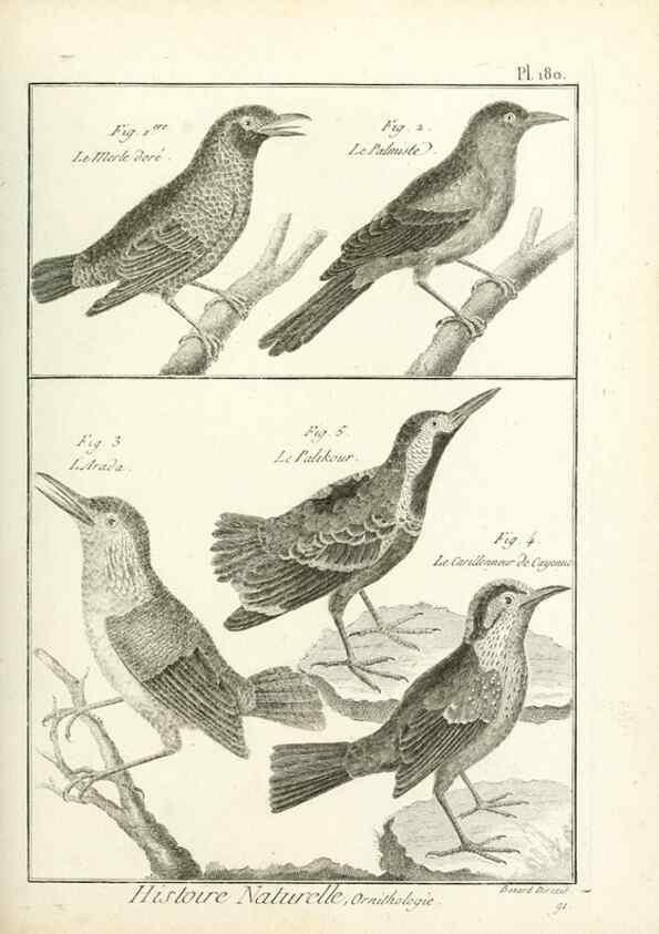 Reproducción/Reproduction 7850708726: Tableau encyclopédique et méthodique des trois règnes de la nature.. A Paris :Chez Mme. veuve Agasse ...,1823.
