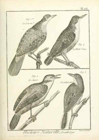 Reproducción/Reproduction 7850705338: Tableau encyclopédique et méthodique des trois règnes de la nature.. A Paris :Chez Mme. veuve Agasse ...,1823.