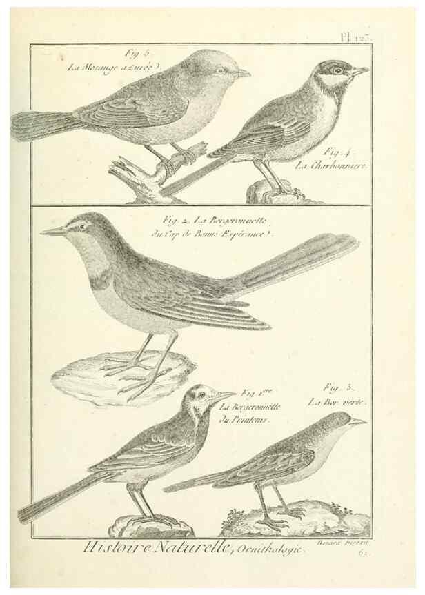 Reproducción/Reproduction 7850642546: Tableau encyclopédique et méthodique des trois règnes de la nature.. A Paris :Chez Mme. veuve Agasse ...,1823.
