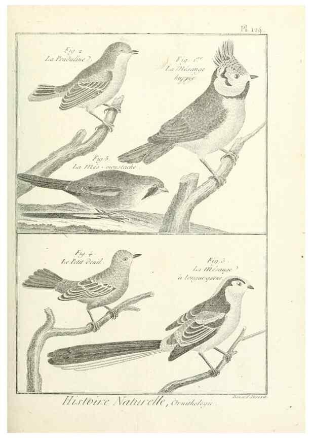 Reproducción/Reproduction 7850643678: Tableau encyclopédique et méthodique des trois règnes de la nature.. A Paris :Chez Mme. veuve Agasse ...,1823.