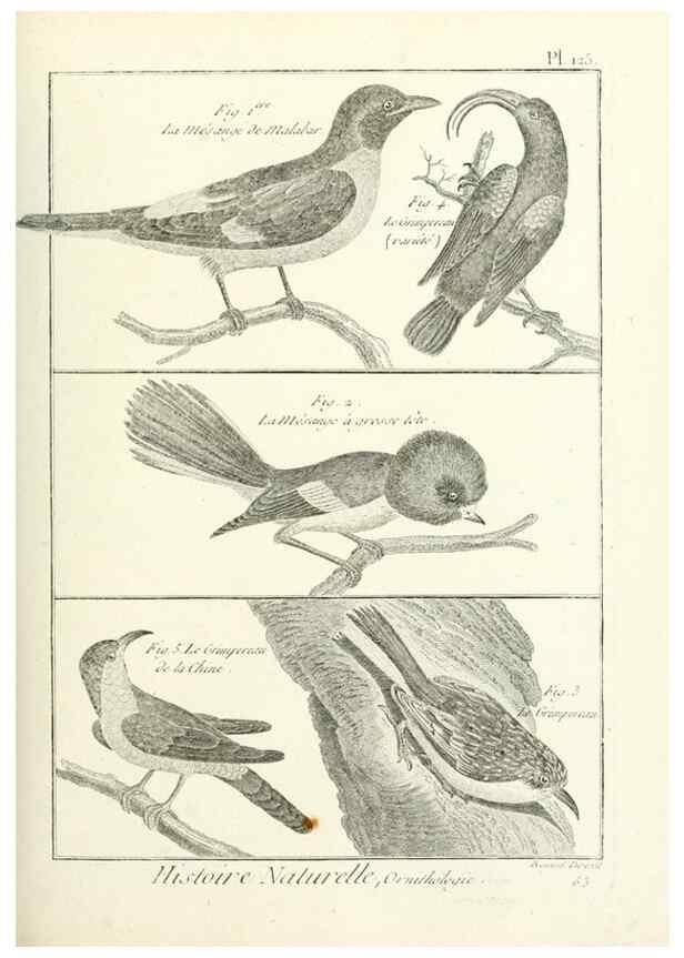 Reproducción/Reproduction 7850644680: Tableau encyclopédique et méthodique des trois règnes de la nature.. A Paris :Chez Mme. veuve Agasse ...,1823.