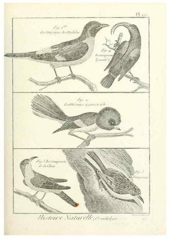 Reproducción/Reproduction 7850644680: Tableau encyclopédique et méthodique des trois règnes de la nature.. A Paris :Chez Mme. veuve Agasse ...,1823.
