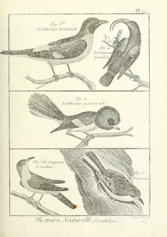 Reproducción/Reproduction 7850644680: Tableau encyclopédique et méthodique des trois règnes de la nature.. A Paris :Chez Mme. veuve Agasse ...,1823.