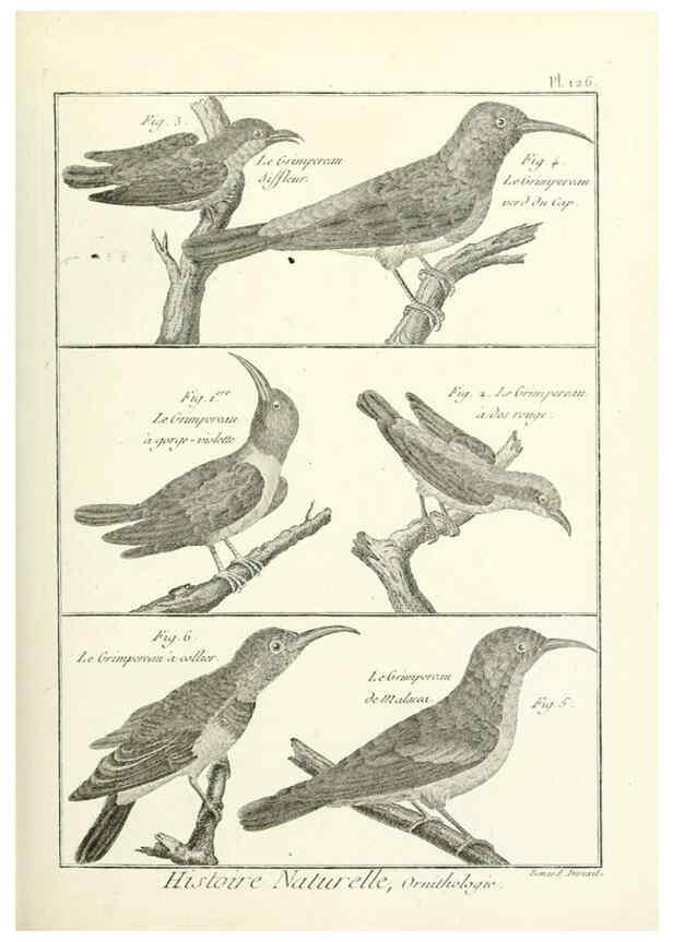 Reproducción/Reproduction 7850645790: Tableau encyclopédique et méthodique des trois règnes de la nature.. A Paris :Chez Mme. veuve Agasse ...,1823.