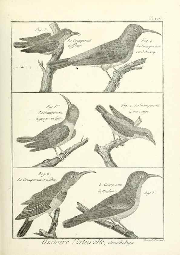 Reproducción/Reproduction 7850645790: Tableau encyclopédique et méthodique des trois règnes de la nature.. A Paris :Chez Mme. veuve Agasse ...,1823.