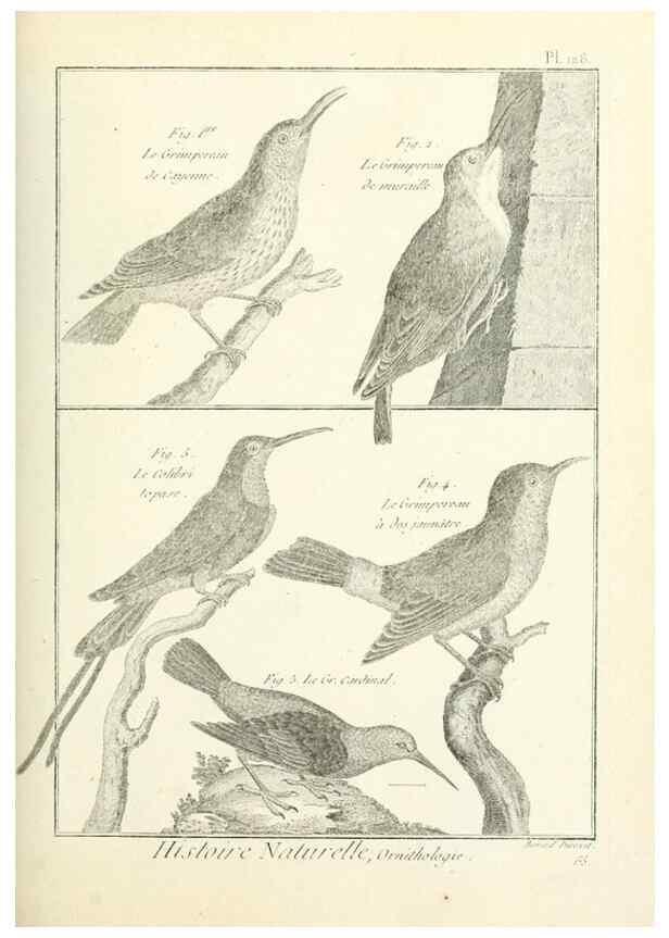 Reproducción/Reproduction 7850648108: Tableau encyclopédique et méthodique des trois règnes de la nature.. A Paris :Chez Mme. veuve Agasse ...,1823.
