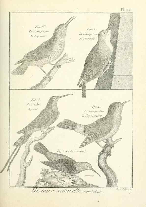 Reproducción/Reproduction 7850648108: Tableau encyclopédique et méthodique des trois règnes de la nature.. A Paris :Chez Mme. veuve Agasse ...,1823.