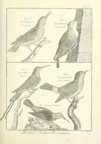 Reproducción/Reproduction 7850648108: Tableau encyclopédique et méthodique des trois règnes de la nature.. A Paris :Chez Mme. veuve Agasse ...,1823.