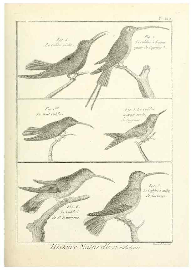 Reproducción/Reproduction 7850649022: Tableau encyclopédique et méthodique des trois règnes de la nature.. A Paris :Chez Mme. veuve Agasse ...,1823.
