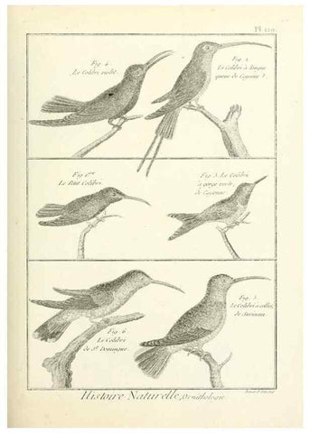 Reproducción/Reproduction 7850649022: Tableau encyclopédique et méthodique des trois règnes de la nature.. A Paris :Chez Mme. veuve Agasse ...,1823.