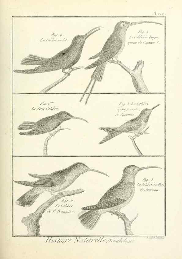 Reproducción/Reproduction 7850649022: Tableau encyclopédique et méthodique des trois règnes de la nature.. A Paris :Chez Mme. veuve Agasse ...,1823.