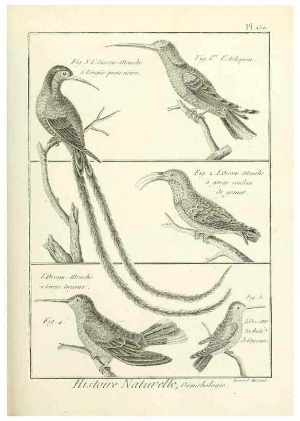 Reproducción/Reproduction 7850650026: Tableau encyclopédique et méthodique des trois règnes de la nature.. A Paris :Chez Mme. veuve Agasse ...,1823.